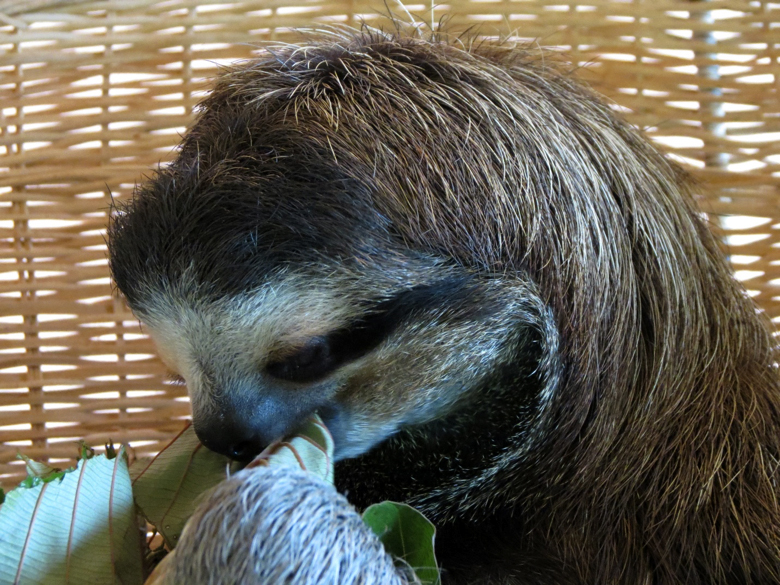 visit-costa-rica-tortuguero-sloth