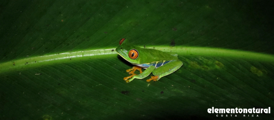 your-trip-to-caribbean-paradise-starts-with-tortuguero