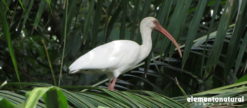 bird-watching-in-costa-rica