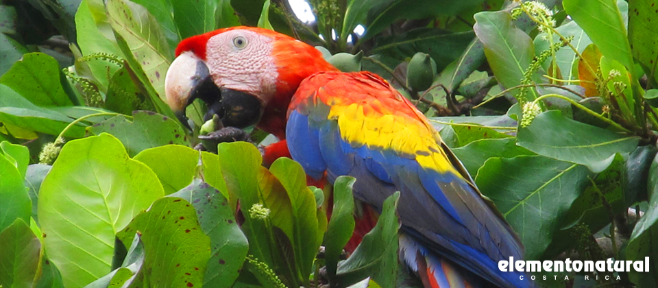Bird watching in Costa Rica
