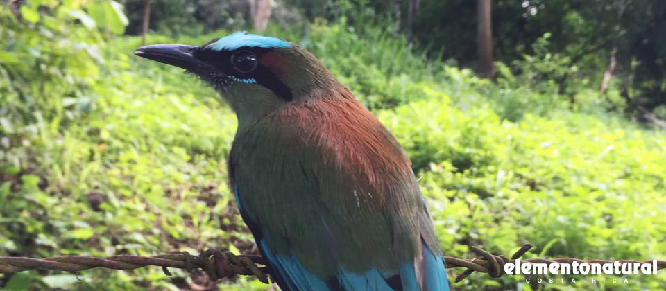 Bird watching in Costa Rica