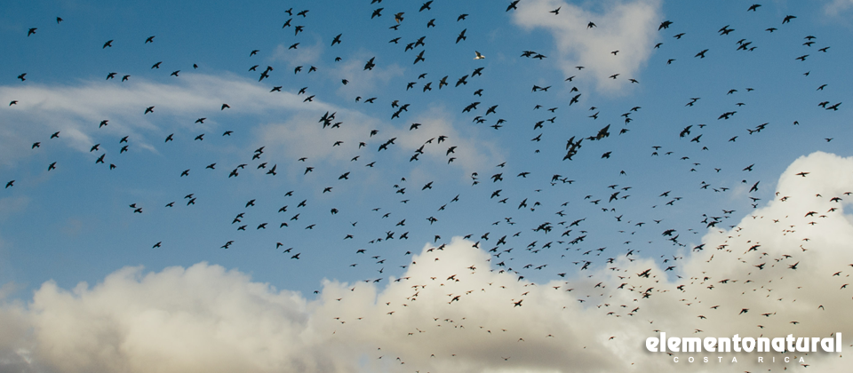 What is the national bird of the USA?