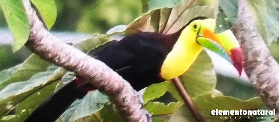 Bird watching in Costa Rica