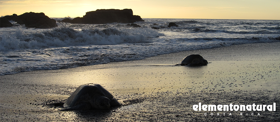 Sea turtle watching Costa Rica