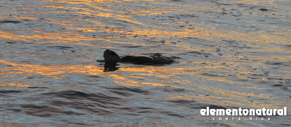 Sea turtle watching Costa Rica